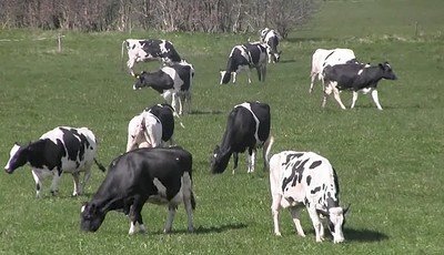 Øko-køerne kom ud på det grønne græs
